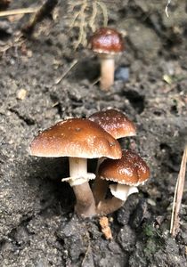 Polnička lysá - Agrocybe erebia (Fr.) Kühner