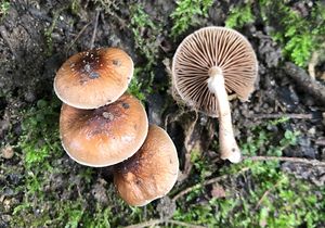 Polnička lysá - Agrocybe erebia (Fr.) Kühner