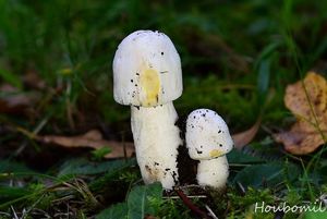 Pečárka zápašná - Agaricus xanthodermus Genev. 1876