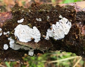 Outkovečka cizopasná - Antrodiella parasitica Vampola