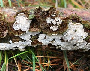 Outkovečka cizopasná - Antrodiella parasitica Vampola