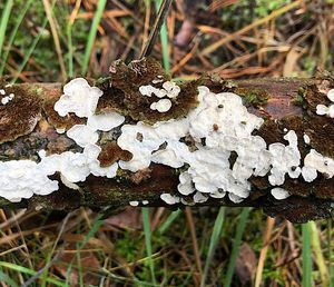 Outkovečka cizopasná - Antrodiella parasitica Vampola