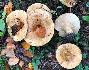 Ryzec ďubkovaný - Lactarius scrobiculatus (Scop.) Fr. 1838