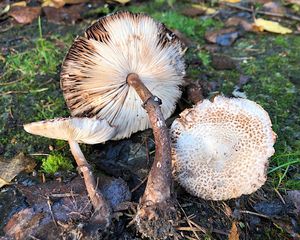 Bedla Badhamova - Leucoagaricus badhamii (Berk ,Broom) Singer