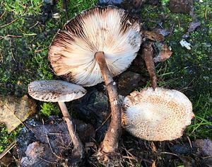 Bedla Badhamova - Leucoagaricus badhamii (Berk ,Broom) Singer