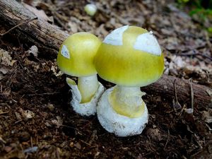 Muchomůrka zelená - Amanita phalloides (Vaill. ex Fr.) Link 1833