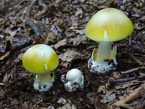 Muchomůrka zelená - Amanita phalloides (Vaill. ex Fr.) Link 1833