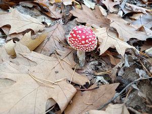 Muchomůrka červená - Amanita muscaria (L.) Lam. 1783