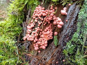 Vlčí mléko červené - Lycogala epidendrum (J.C. Buxb. ex L.) Fr.