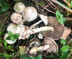 Vláknice zardělá - Inocybe whitei (Fr.) Fr.