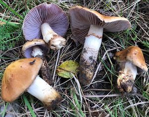 Pavučinec různý - Cortinarius(Phlegmacium)varius(Schaeff.)Fr.