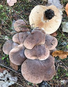 Čirůvka střechovitá - Tricholoma imbricatum (Fr.:Fr.) Kumm