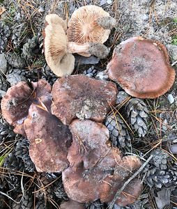 Čirůvka bělohnědá - Tricholoma albobrunneum (Pers.) P.Kumm.