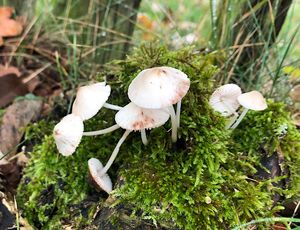 Helmovka skvrnitá - Mycena maculata P.Karst.