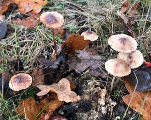 Helmovka skvrnitá - Mycena maculata P.Karst.