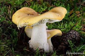 Holubinka hlínožlutá - Russula ochroleuca Fr. 1838