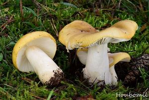 Holubinka hlínožlutá - Russula ochroleuca Fr. 1838