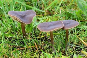 Závojenka hedvábná - Entoloma sericeum (Bull.) Quél.