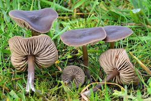 Závojenka hedvábná - Entoloma sericeum (Bull.) Quél.