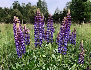 Lupina mnoholistá (Lupinus polyphyllus)