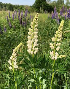 Lupina mnoholistá (Lupinus polyphyllus)