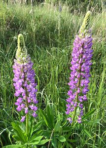 Lupina mnoholistá (Lupinus polyphyllus)