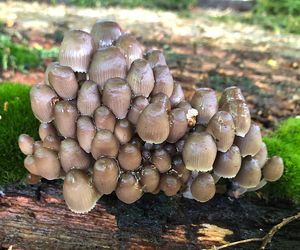 Helmovka leponohá - Mycena inclinata (Fr.) Quél. 1872