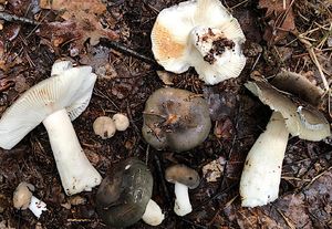 Holubinka podmračná - Russula parazurea Jul.Schaff.