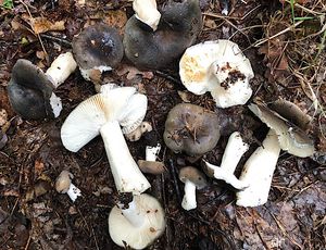 Holubinka podmračná - Russula parazurea Jul.Schaff.