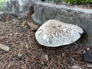 Pečárka lesní - Agaricus silvaticus Schaeff.