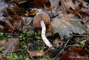 Pavučinec plstnatý - Cortinarius hemitrichus (Pers.) Fr.