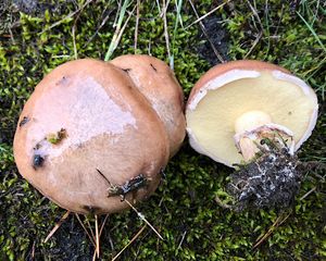 Klouzek obecný - Suillus luteus (L.) Roussel 1796