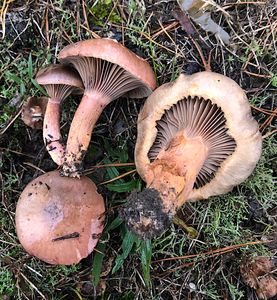Slizák lepkavý - Chroogomphus rutilus (Schaeff.) O.K. Mill. 1964