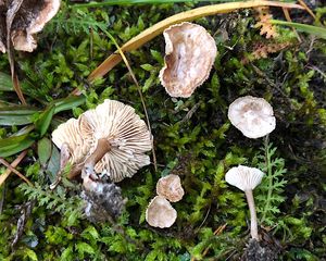 Strmělka pahorečná - Clitocybe collina (Velen.) Klán 1979