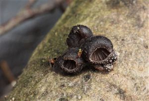 Hlívička unguicullaris - Hohenbuehelia unguicularis (Fr.) O.K. Mill. 1986