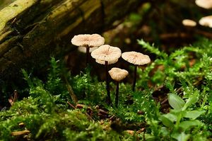 Špička provrtaná - Gymnopus perforans (Hoffm.) Antonín & Noordel. 2008