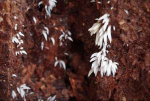 Ostenatka Bresadolova - Mucronella bresadolae (Quél.) Corner 1970