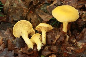Liška obecná - Cantharellus cibarius Fr. 1821