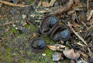 Řasnatka drsnoplodá - Plicaria trachycarpa (Curr.) Boud.