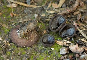 Řasnatka drsnoplodá - Plicaria trachycarpa (Curr.) Boud.