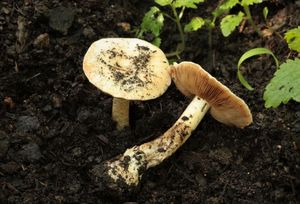 Sametovka slzivková - Conocybe intrusa (Peck) Singer 