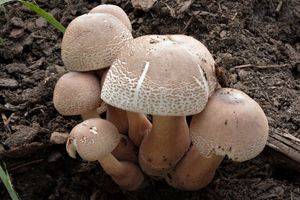 Bedla Bresadolova - Leucoagaricus americanus (Peck) Vellinga