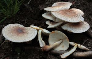 Bedla Bresadolova - Leucoagaricus americanus (Peck) Vellinga