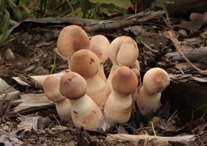 Bedla Bresadolova - Leucoagaricus americanus (Peck) Vellinga