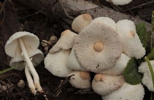 Bedla cibulonohá - Leucocoprinus cepistipes (Sowerby) Pat.