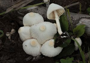 Bedla cibulonohá - Leucocoprinus cepistipes (Sowerby) Pat.