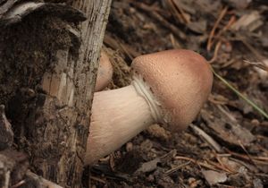 Bedla Bresadolova - Leucoagaricus americanus (Peck) Vellinga