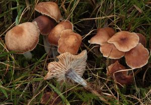 Penízovka nestoudná - Gymnopus impudicus (Fr.) Antonín, Halling et Noordel.