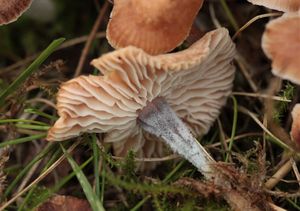 Penízovka nestoudná - Gymnopus impudicus (Fr.) Antonín, Halling et Noordel.