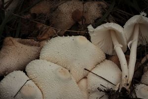 Bedla cibulonohá - Leucocoprinus cepistipes (Sowerby) Pat.